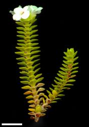 Veronica notialis. Sprig. Scale = 10 mm.
 Image: M.J. Bayly & A.V. Kellow © Te Papa CC-BY-NC 3.0 NZ